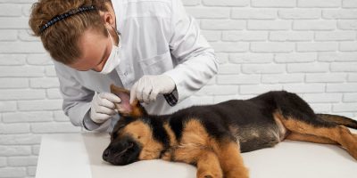 veterinary professional examining veterinary diseases