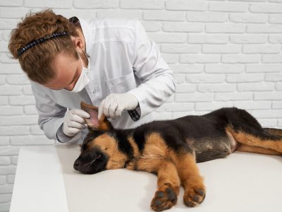 veterinary professional examining veterinary diseases