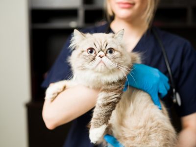 white persian cat at vet clinic for cat eye surgery