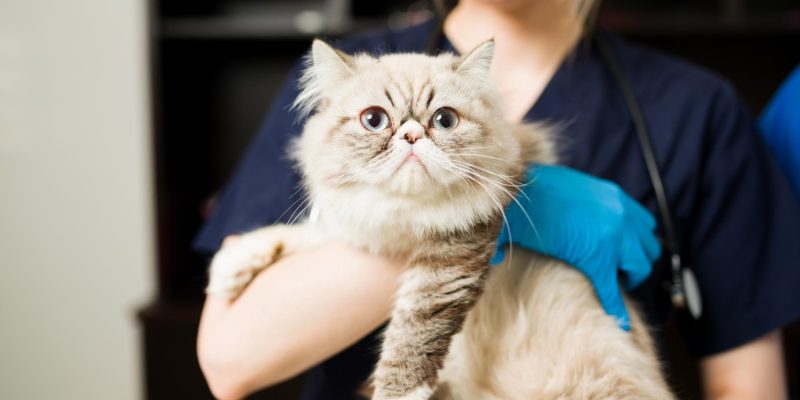 white persian cat at vet clinic for cat eye surgery