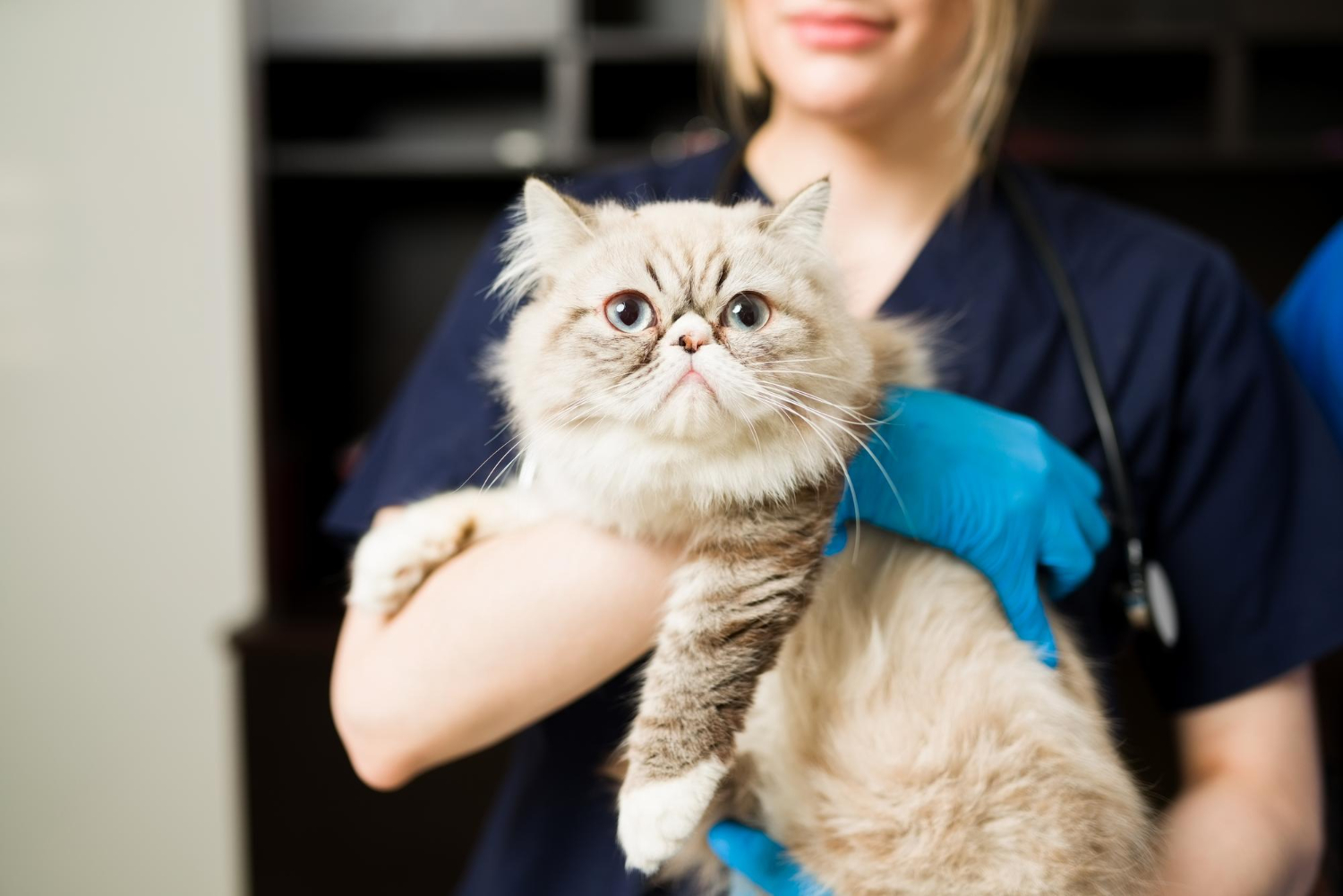 Things You Need to Know About Common Cat Eye Surgeries