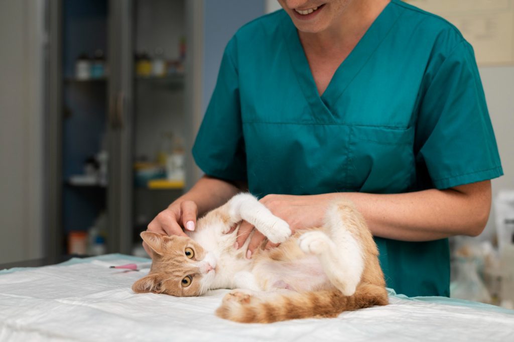 veterinarian taking care cat before vet procedures
