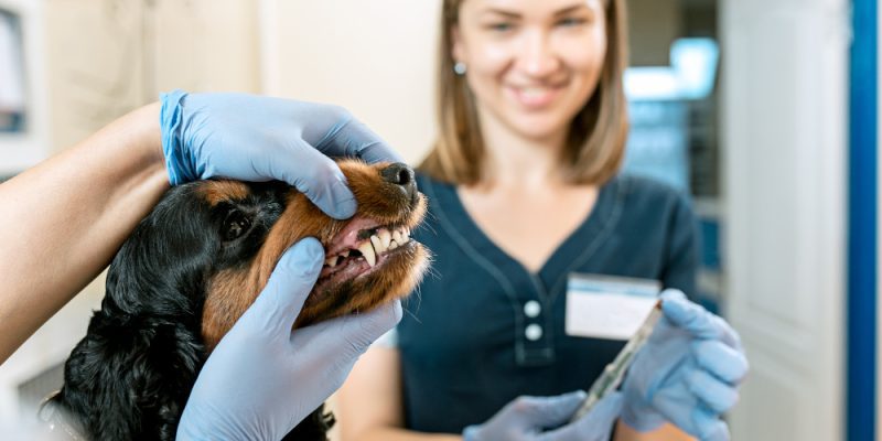 veterinarian checking dog at the vet clinic