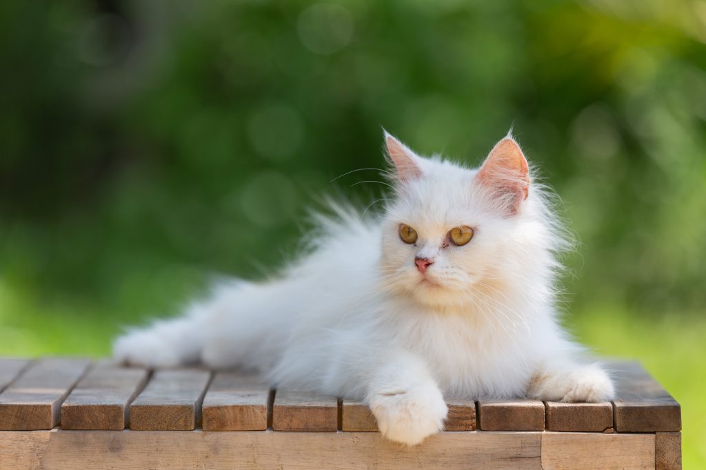 White persian cat In the garden