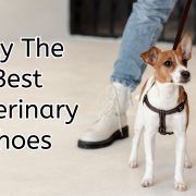 buy the best veterinary shoes