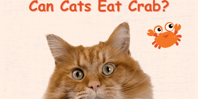 Can Cats Eat Crab Vector Image