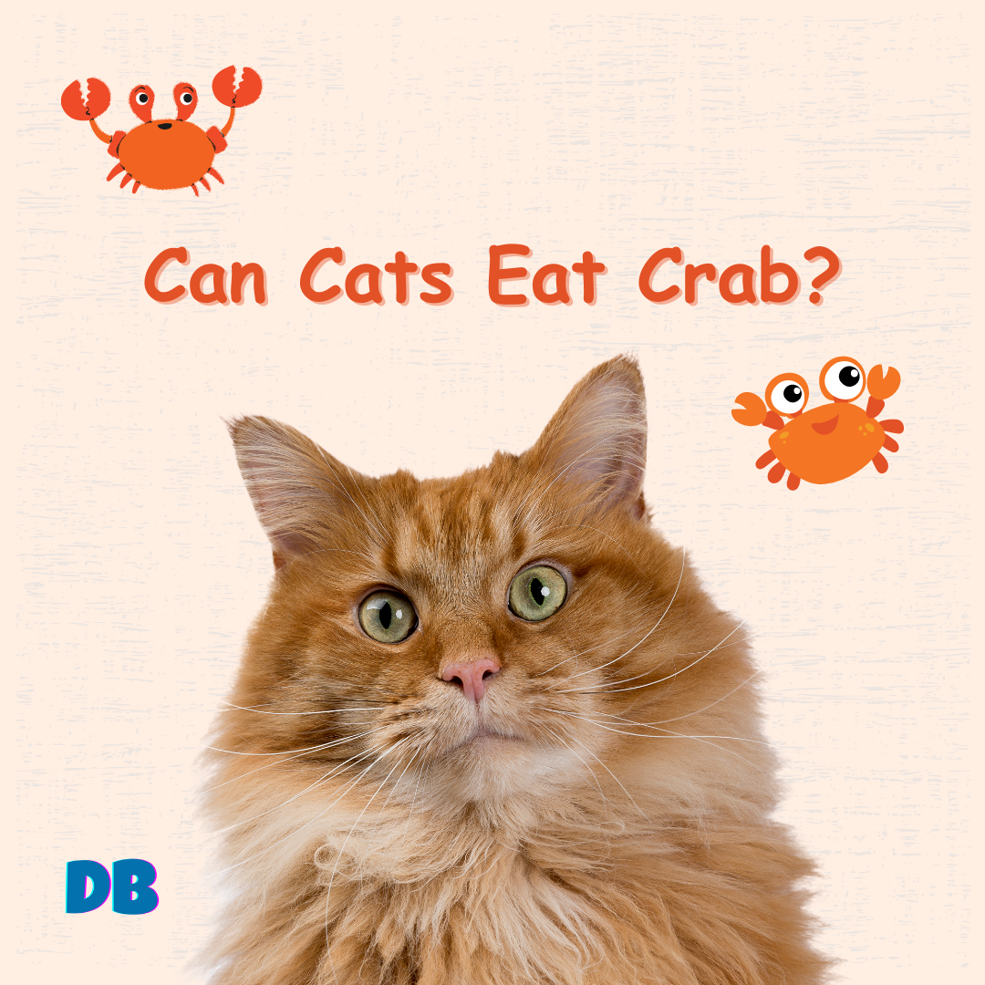 Can Cats Eat Crabs? FAQs and Quick Guide