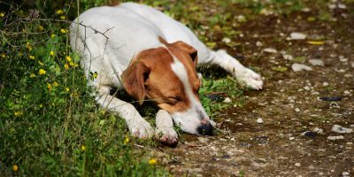 feral-dog-sleeping-maltese-countryside