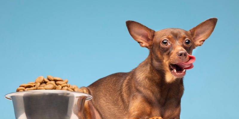 beautiful-pet-portrait-dog-with-food
