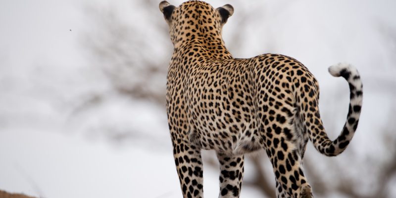 19673 e1756231632145