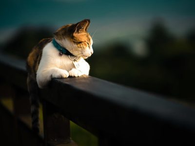 Unbanned G+: Why G Unbanned Is Trending (2026)