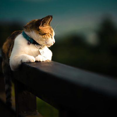 Unbanned G+: Why G Unbanned Is Trending (2026)