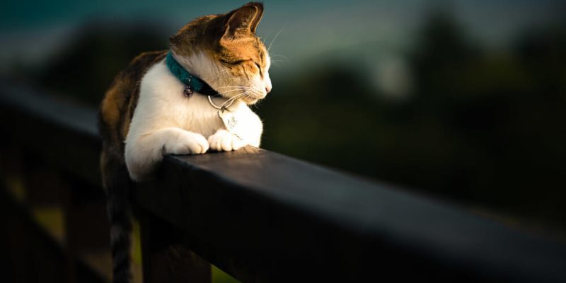 Unbanned G+: Why G Unbanned Is Trending (2026)